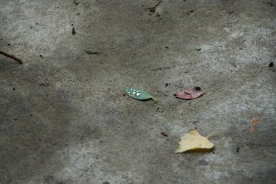 rain-leaf-far