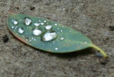 rain-leaf-superclose