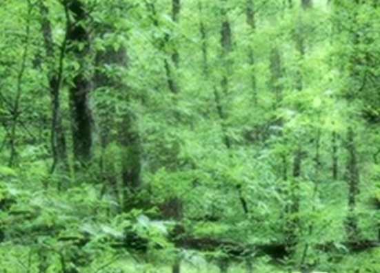 Soft Young Forest Seamless Background Tile Picture Image