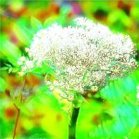 Angelica Aromatherapy Essential Oil