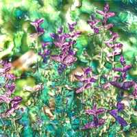 Clary Sage Aromatherapy Essential Oil
