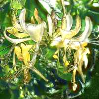 Honeysuckle Aromatherapy Essential Oil