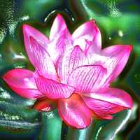 Lotus Aromatherapy Essential Oil