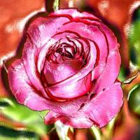 Rose Aromatherapy Essential Oil