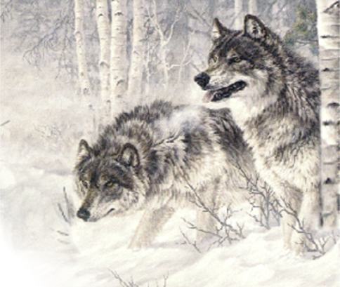 2 Wolves Illustration For 7 Shamans Poem by Silvia Hartmann