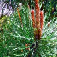 Pine Aromatherapy Essential Oil