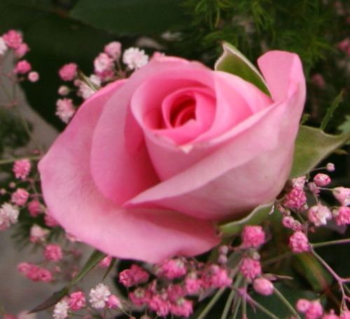 Rose - Happy Birthday, Silvia :-)